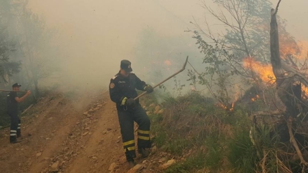 Au ars două hectare de vegetație