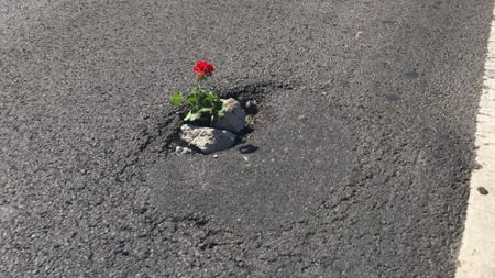 O  groapă, o floare… (VIDEO)