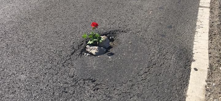 O  groapă, o floare… (VIDEO)