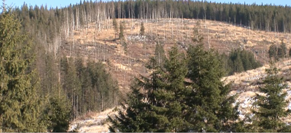 Documente incendiare privind pădurile Borșei. Acestea sunt căutate cu executorul judecătoresc
