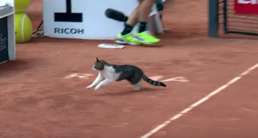 Și pisicile se bagă la tenis (VIDEO)