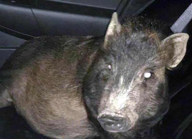 Un bărbat a chemat poliția din pricina unui porc care nu-i dădea pace, fiindcă voia să fie mângâiat (VIDEO)