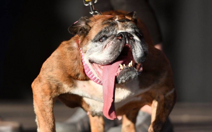 A fost desemnat cel mai urât câine din lume pe anul 2018