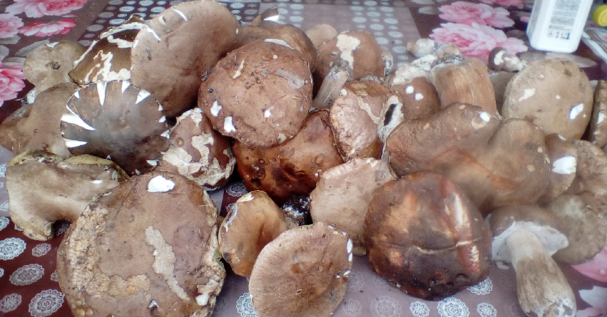 Trei persoane intoxicate cu ciuperci în luna iunie