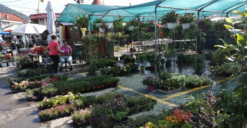 De 40 de ani printre flori