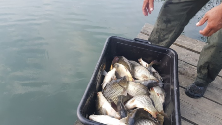 Populare cu pește pe râul Lăpuș