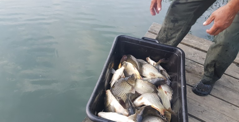 Populare cu pește pe râul Lăpuș