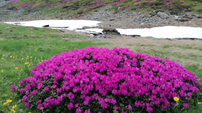 INEDIT. ”Turul Rododendronului” în Munții Rodnei (VIDEO SUPERB)