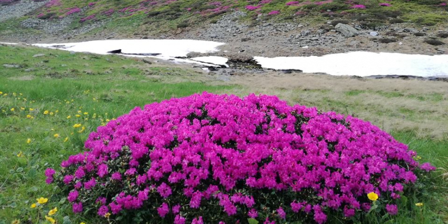 INEDIT. ”Turul Rododendronului” în Munții Rodnei (VIDEO SUPERB)
