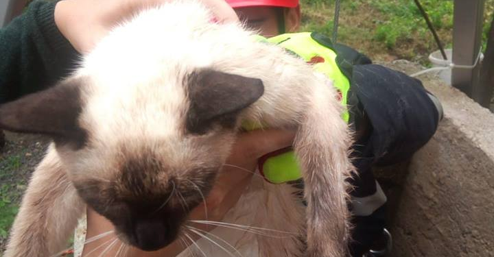 Pisicuță scoasă de pompieri dintr-o fântână (GALERIE FOTO)