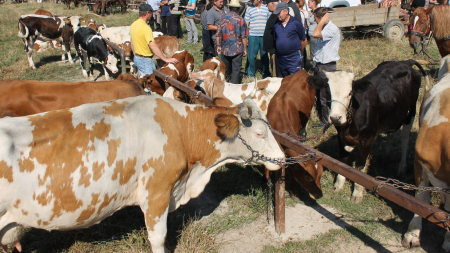 Toate târgurile de animale din județ vor fi închise