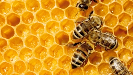 Conflict între apicultori și agricultori