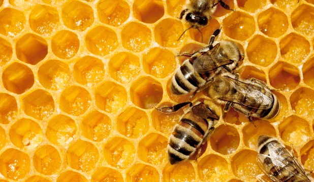 Conflict între apicultori și agricultori