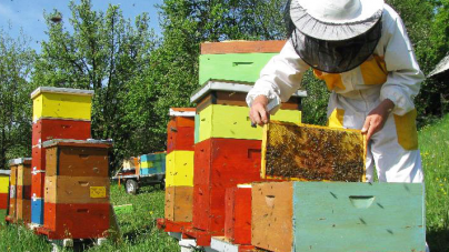 Doar în 1 august apicultorii maramureșeni mai pot depune cereri pentru subvenții