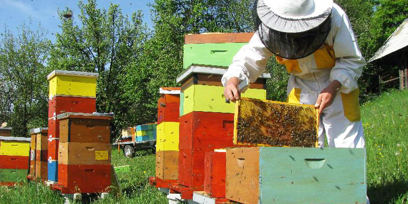 Doar în 1 august apicultorii maramureșeni mai pot depune cereri pentru subvenții