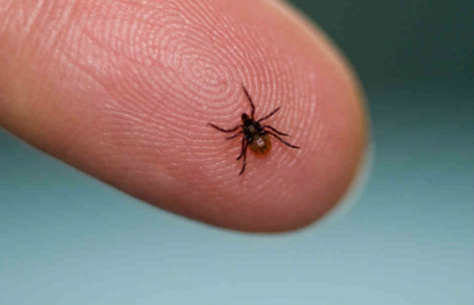 Persoanele cu grupa de sânge A – risc mai mare să fie mușcate de căpușe