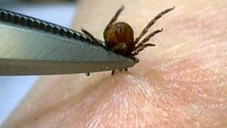 36 de cazuri de boală Lyme confirmate în Maramureș