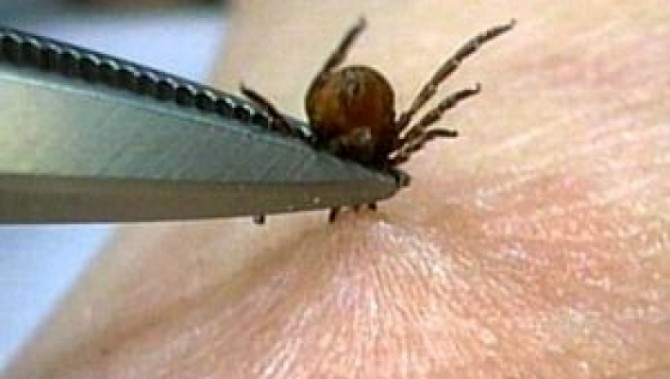 36 de cazuri de boală Lyme confirmate în Maramureș
