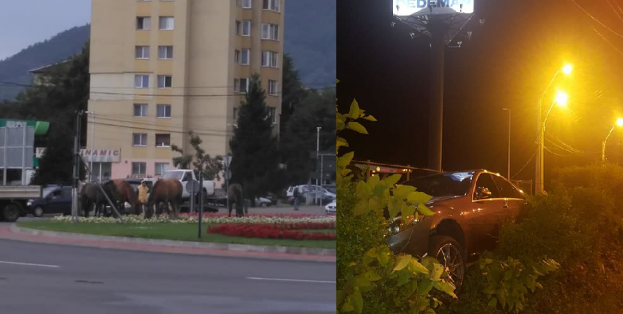 Cailor, cailor, fără zăbale (VIDEO)