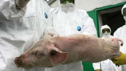 Măsuri severe pentru prevenirea răspândirii pestei porcine africane în Maramureș