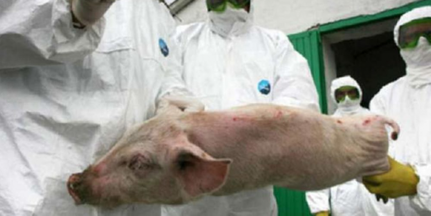 Măsuri severe pentru prevenirea răspândirii pestei porcine africane în Maramureș