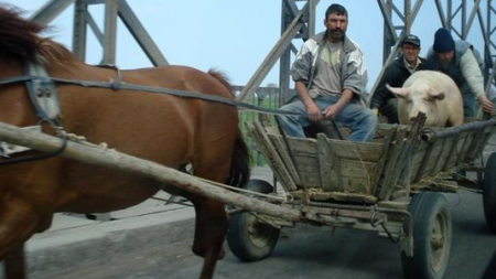 Alertă în Maramureș pentru prevenirea cazurilor de pestă porcină