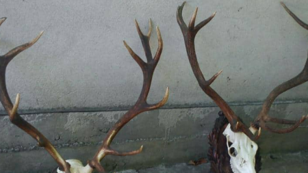 Braconaj cinegetic cu armă letală, deținută ilegal