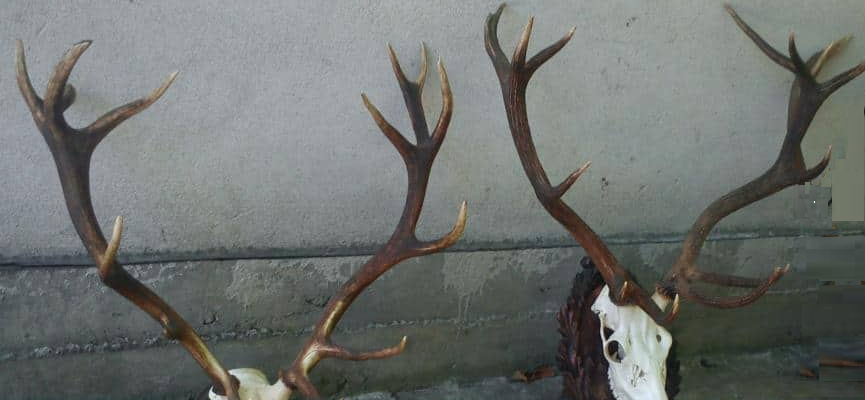 Braconaj cinegetic cu armă letală, deținută ilegal