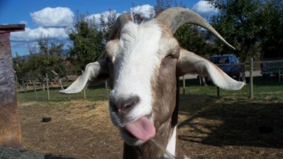 Caprele, atrase de oamenii fericiți