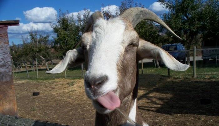 Caprele, atrase de oamenii fericiți