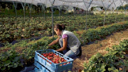 Joburi disponibile pentru cei care vor să culeagă căpșuni în Spania