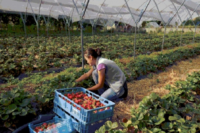 Joburi disponibile pentru cei care vor să culeagă căpșuni în Spania