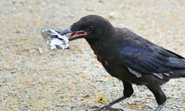 Niște ciori au fost învățate să adune gunoaiele dintr-un parc