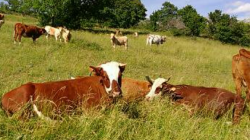 Ajutor de stat pentru crescătorii de bovine. Cererile se depun la APIA