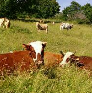 APIA autorizează la plată Ajutoarele Naționale Tranzitorii – specia bovine, Campania 2023