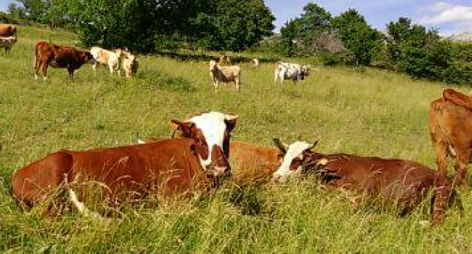 APIA autorizează la plată Ajutoarele Naționale Tranzitorii – specia bovine, Campania 2023