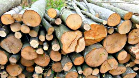 Material lemnos confiscat de poliţişti în Cicârlău şi Prislop