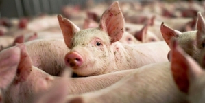 Focar nou în Maramureș: Pestă porcină africană confirmată în Săpânța. Care este zona de protecție și care este zona de supraveghere
