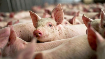 Focar nou în Maramureș: Pestă porcină africană confirmată în Săpânța. Care este zona de protecție și care este zona de supraveghere