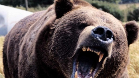 Două atacuri ale urșilor asupra oamenilor în ultimii ani în Maramureș