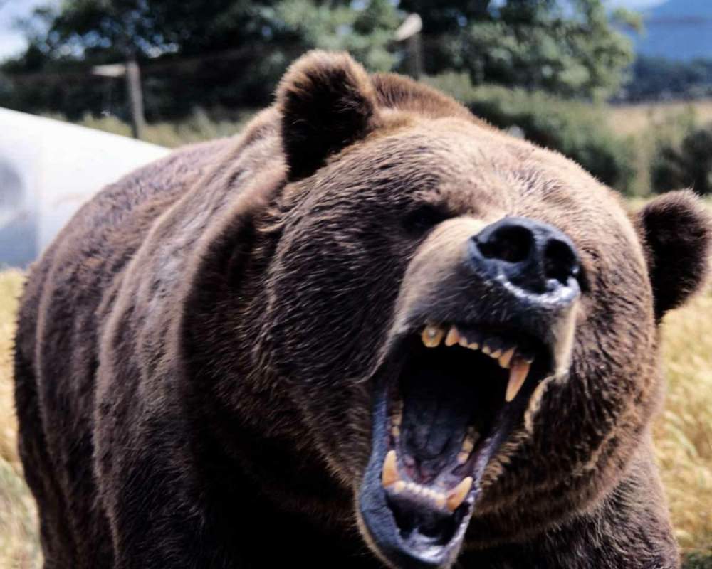 Două atacuri ale urșilor asupra oamenilor în ultimii ani în Maramureș