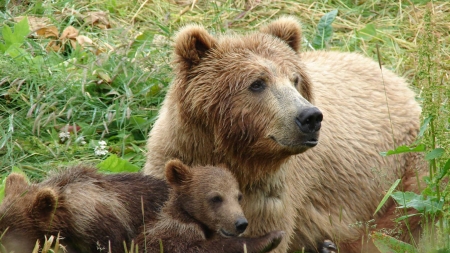 Nu le-a priit aici – urșii aduși din Brașov în Maramureș s-au întors acasă