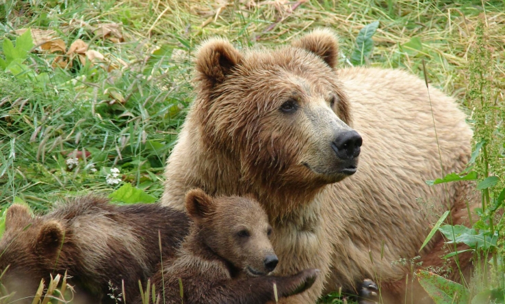 Nu le-a priit aici – urșii aduși din Brașov în Maramureș s-au întors acasă