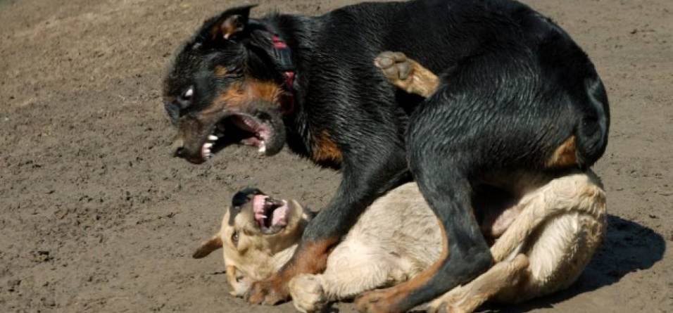 Deținătorii de câinii periculoși, în vizorul poliției