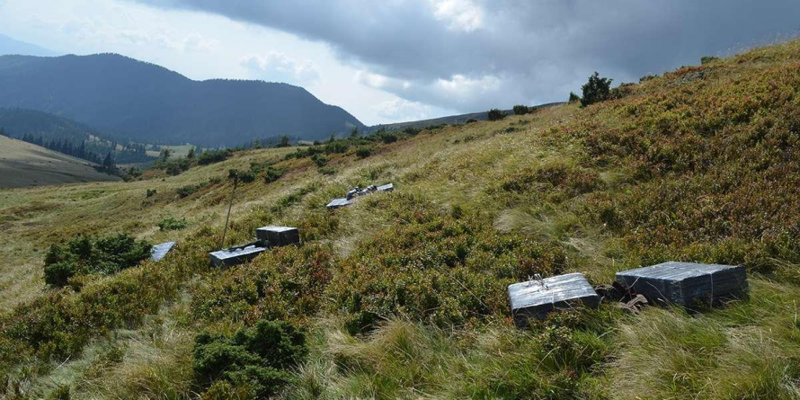 Peste 30.000 de euro  valorează ultima recoltă de țigări