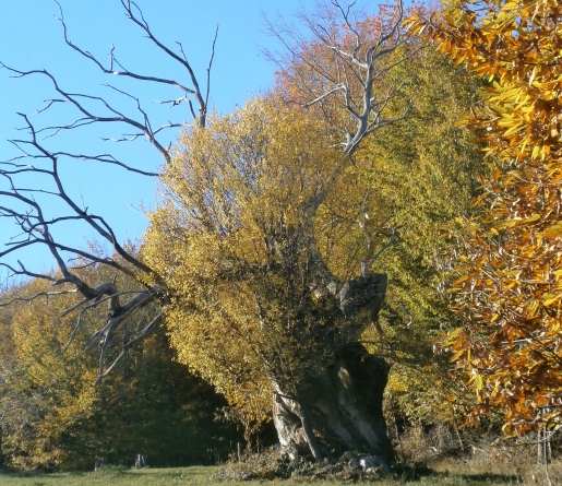 30% dintre castanii afectați de cancerul de scoarță au fost salvați