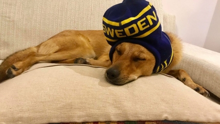 Iubiți și câinii vagabonzi – o lecție relaxată oferită de Ambasada Suediei la București