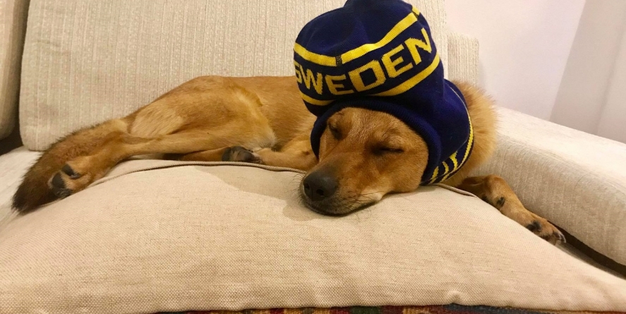 Iubiți și câinii vagabonzi – o lecție relaxată oferită de Ambasada Suediei la București