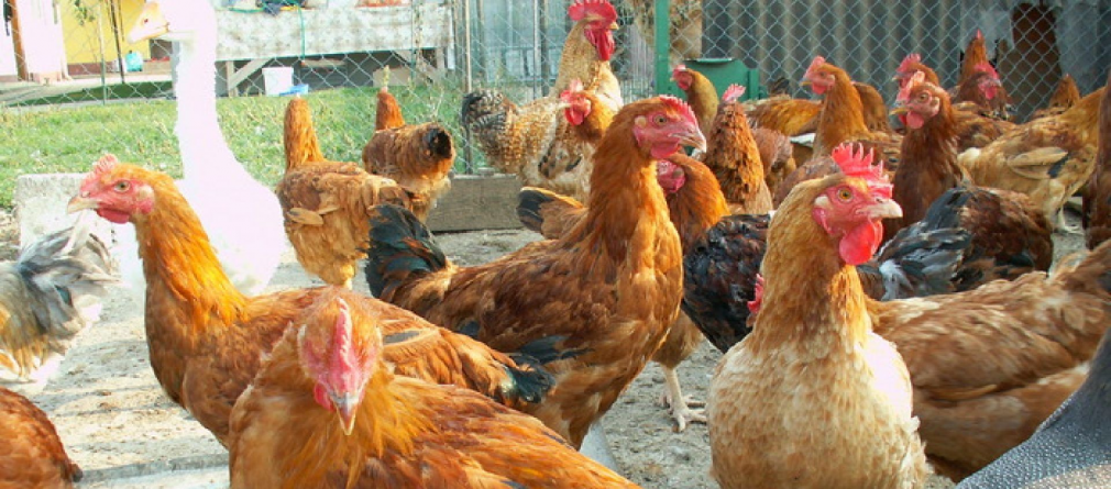 Nu am scăpat bine de pesta porcină, că își scoate ghearele gripa aviară