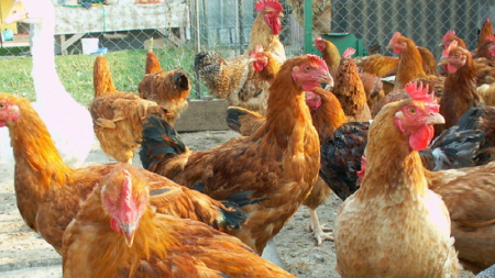 Măsuri de prevenire a gripei aviare dispuse de ANSVSA